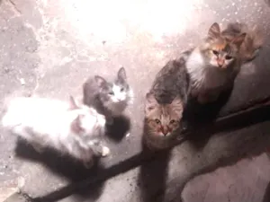 Gato raça  idade 2 a 6 meses nome 8 Gatos (4 machos e 4 fêmeas)