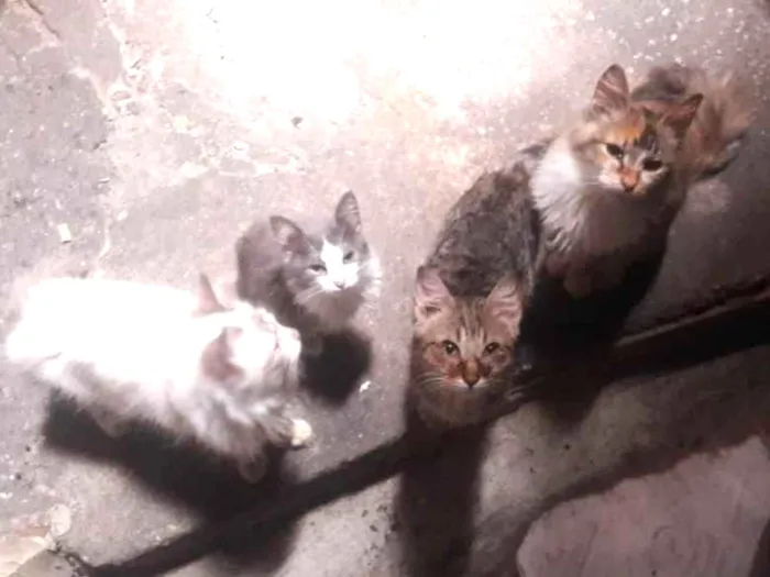 Gato ra a  idade 2 a 6 meses nome 8 Gatos (4 machos e 4 fêmeas)