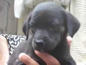 Cachorro raça SRD idade 2 a 6 meses nome Heleninha 