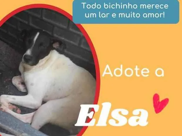 Cachorro raça SRD idade 1 ano nome Elsa