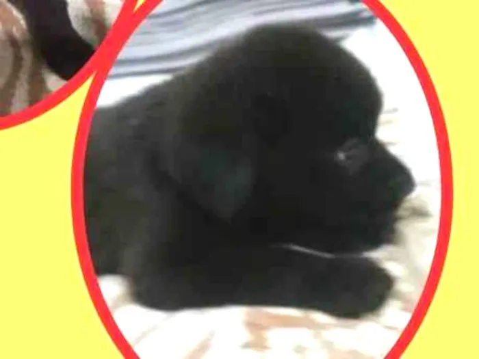 Cachorro raça SRD idade 2 a 6 meses nome Tati
