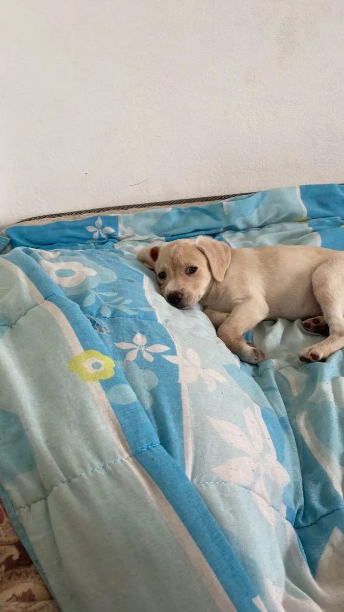 Cachorro raça SRD-ViraLata idade 7 a 11 meses nome Kiara 