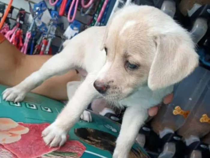 Cachorro raça SRD-ViraLata idade 7 a 11 meses nome Kiara 