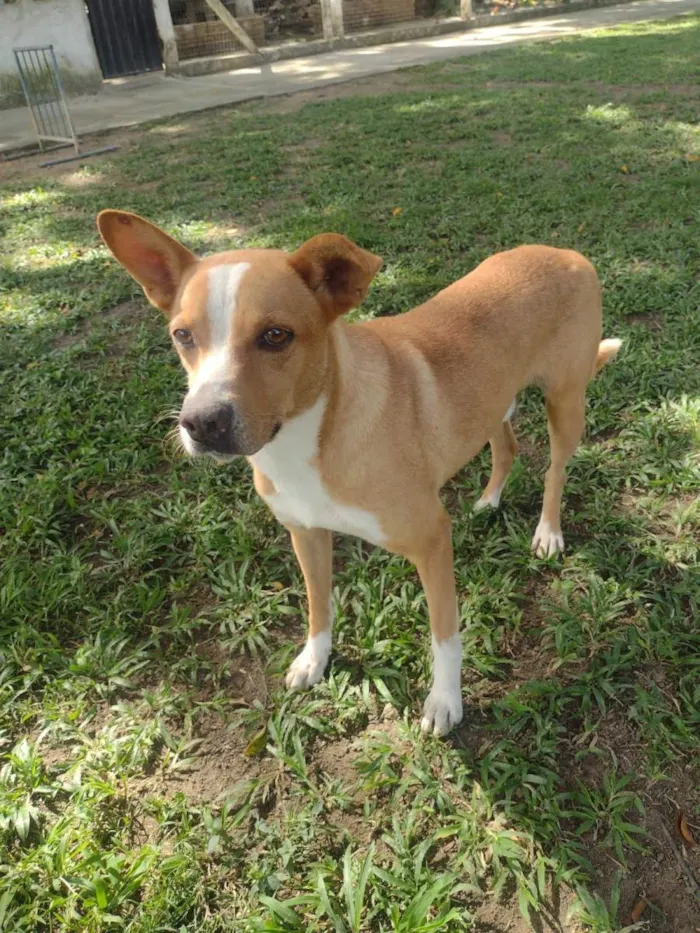 Cachorro ra a SRD-ViraLata idade 2 anos nome Huck