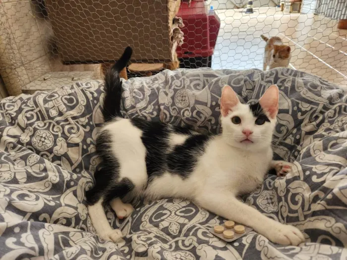 Gato ra a SRD-ViraLata idade 2 a 6 meses nome Feliz