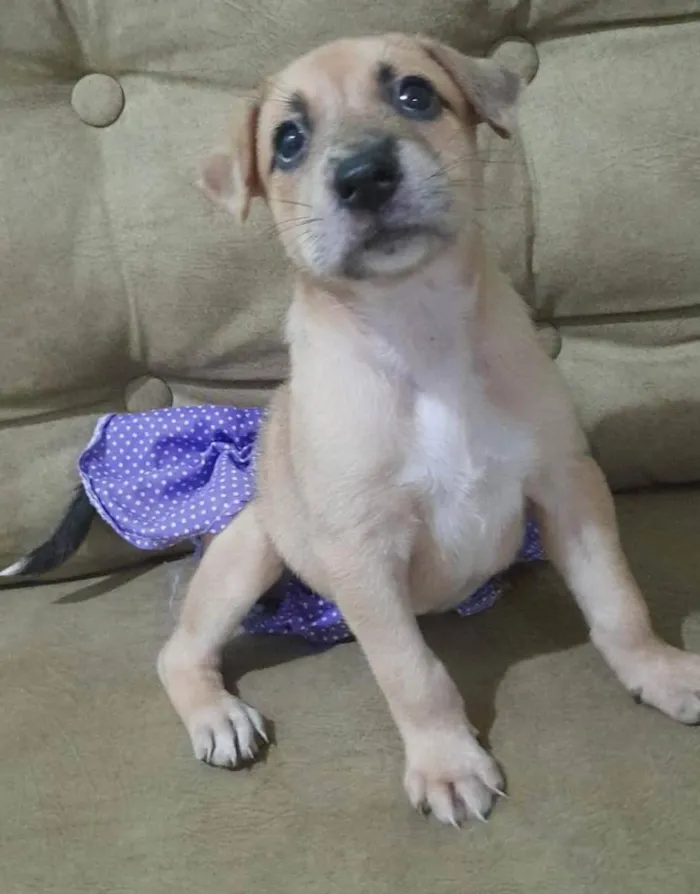 Cachorro ra a SRD-ViraLata idade 2 a 6 meses nome 1 irmã 