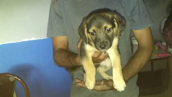 Cachorro raça SRD-ViraLata idade Abaixo de 2 meses nome Bubby porteP bebê 