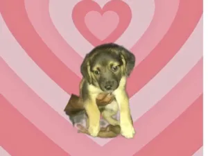 Cachorro raça SRD-ViraLata idade Abaixo de 2 meses nome Bubby porteP bebê 