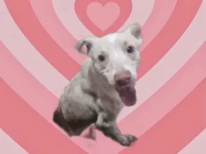 Cachorro raça SRD-ViraLata idade 7 a 11 meses nome Zeus bb10meses lindo 