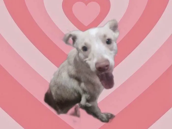 Cachorro raça SRD-ViraLata idade 7 a 11 meses nome Zeus bb10meses lindo 