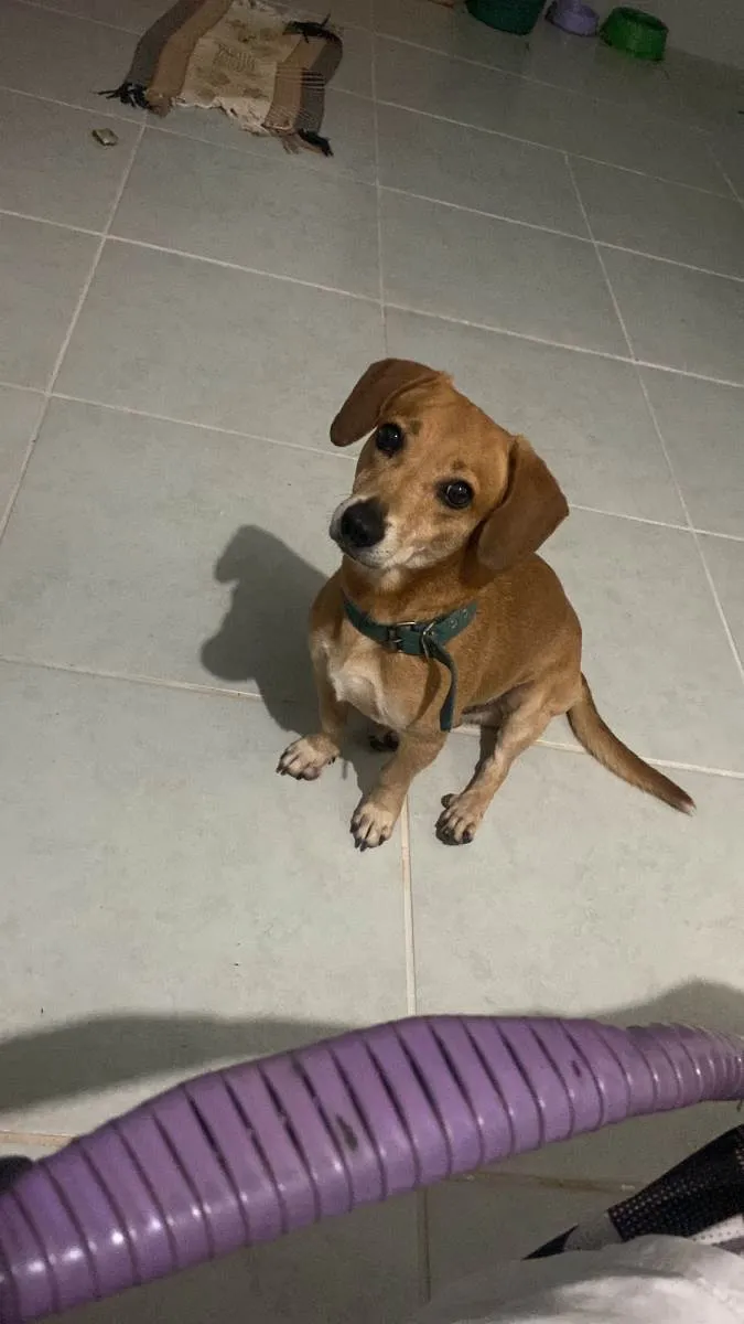 Cachorro ra a Viralata  idade 6 ou mais anos nome Cabeção
