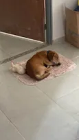 Cabeção