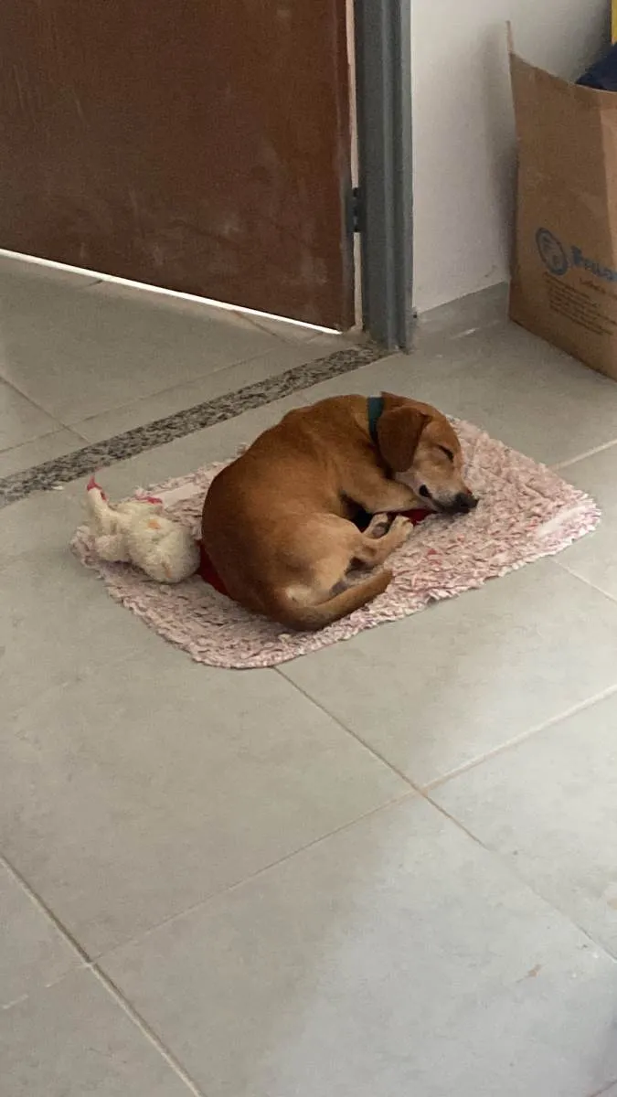 Cachorro ra a Viralata  idade 6 ou mais anos nome Cabeção
