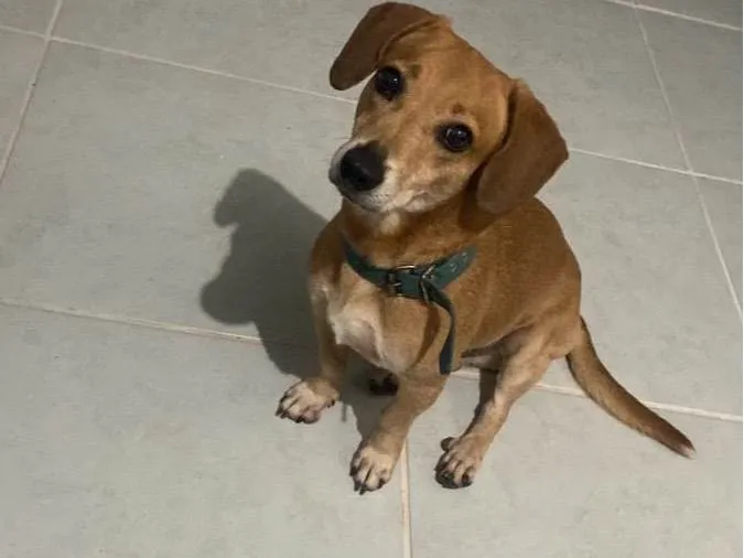 Cachorro ra a Viralata  idade 6 ou mais anos nome Cabeção