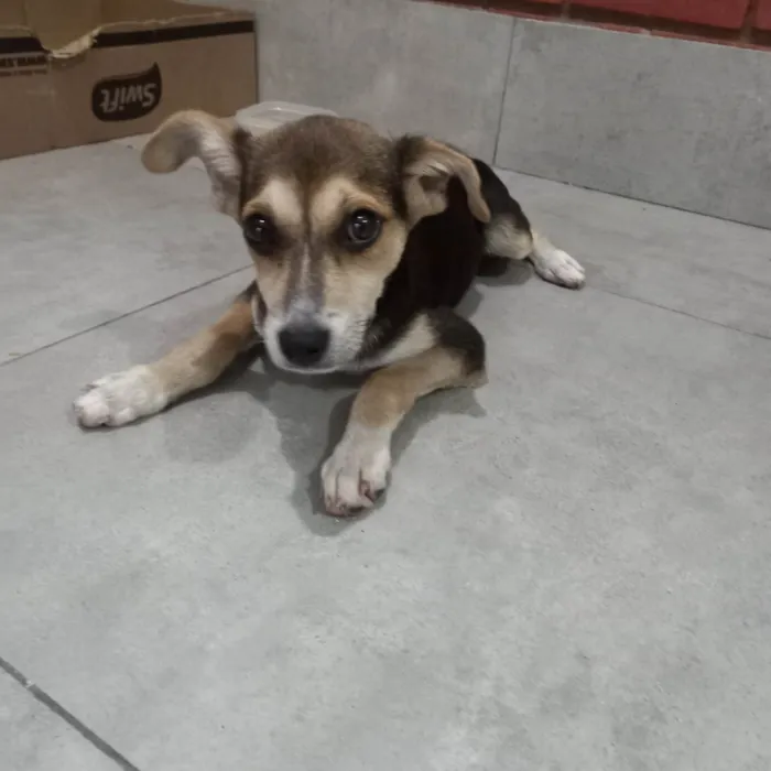 Cachorro raça SRD-ViraLata idade 1 ano nome Chiara