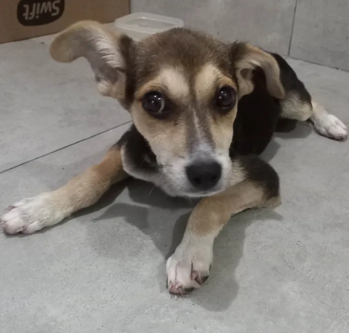 Cachorro raça SRD-ViraLata idade 1 ano nome Chiara