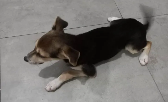 Cachorro raça SRD-ViraLata idade 1 ano nome Chiara