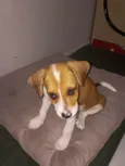 Duke