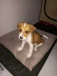 Duke