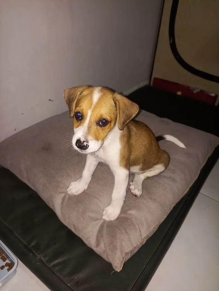 Cachorro ra a SRD-ViraLata idade 2 a 6 meses nome Duke