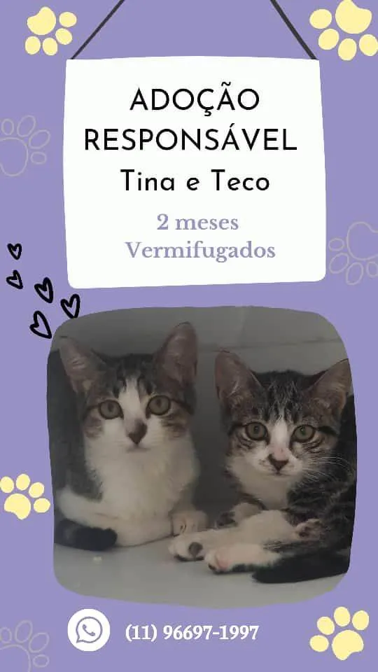 Gato ra a Sem raça  idade 2 a 6 meses nome Tina e Teco