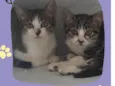 Tina e Teco
