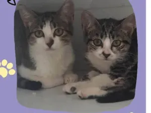 Gato raça Sem raça  idade 2 a 6 meses nome Tina e Teco
