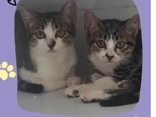 Gato ra a Sem raça  idade 2 a 6 meses nome Tina e Teco