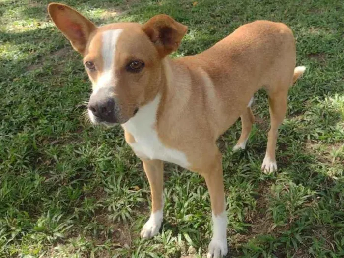 Cachorro ra a SRD-ViraLata idade 2 anos nome Huck