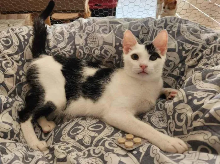 Gato ra a SRD-ViraLata idade 2 a 6 meses nome Feliz