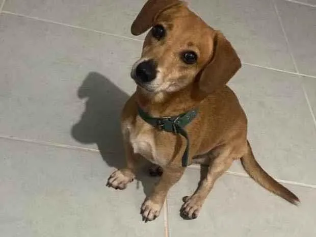 Cachorro ra a Viralata  idade 6 ou mais anos nome Cabeção