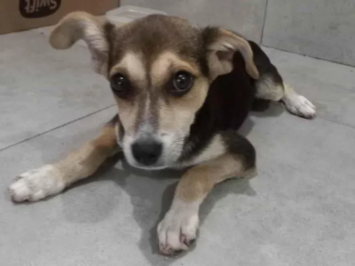 Cachorro raça SRD-ViraLata idade 1 ano nome Chiara