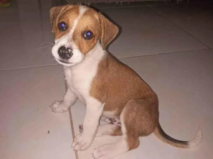 Cachorro ra a SRD-ViraLata idade 2 a 6 meses nome Duke