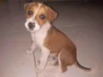 Duke