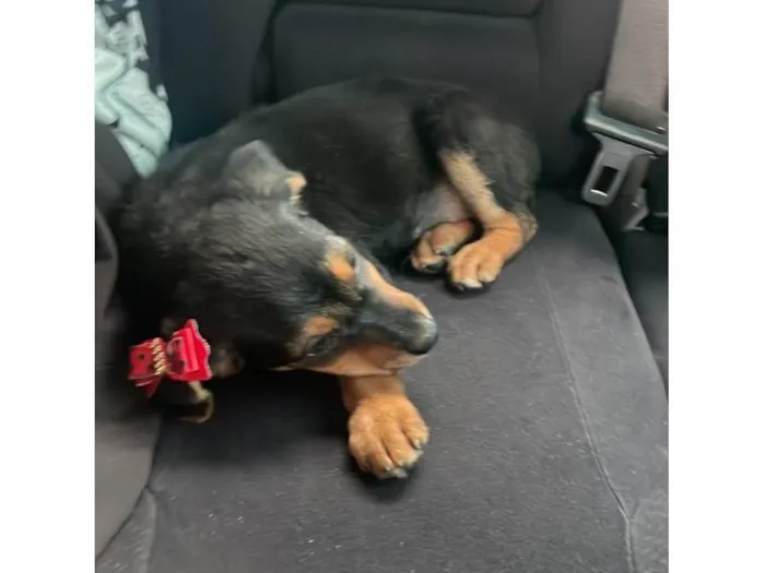 Cachorro raça SRD-ViraLata idade 2 a 6 meses nome Mila