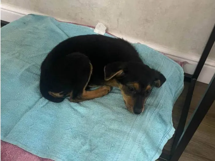 Cachorro raça SRD-ViraLata idade 2 a 6 meses nome Mila