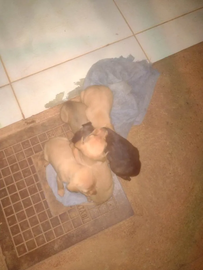 Cachorro ra a SRD-ViraLata idade Abaixo de 2 meses nome Cachorros