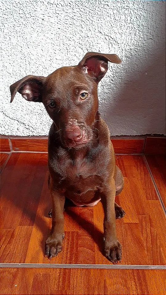 Cachorro ra a Pit-Bull idade 2 a 6 meses nome Laisa