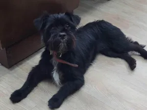 Cachorro raça SRD-ViraLata idade 1 ano nome Julia 