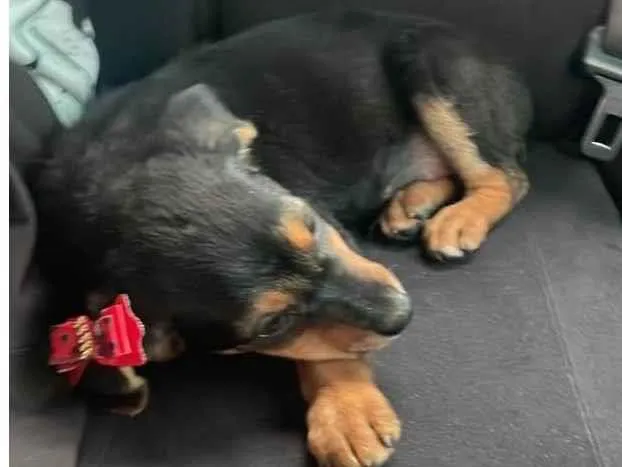 Cachorro raça SRD-ViraLata idade 2 a 6 meses nome Mila