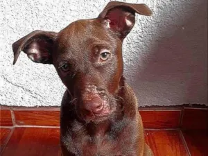 Cachorro raça Pit-Bull idade 2 a 6 meses nome Laisa