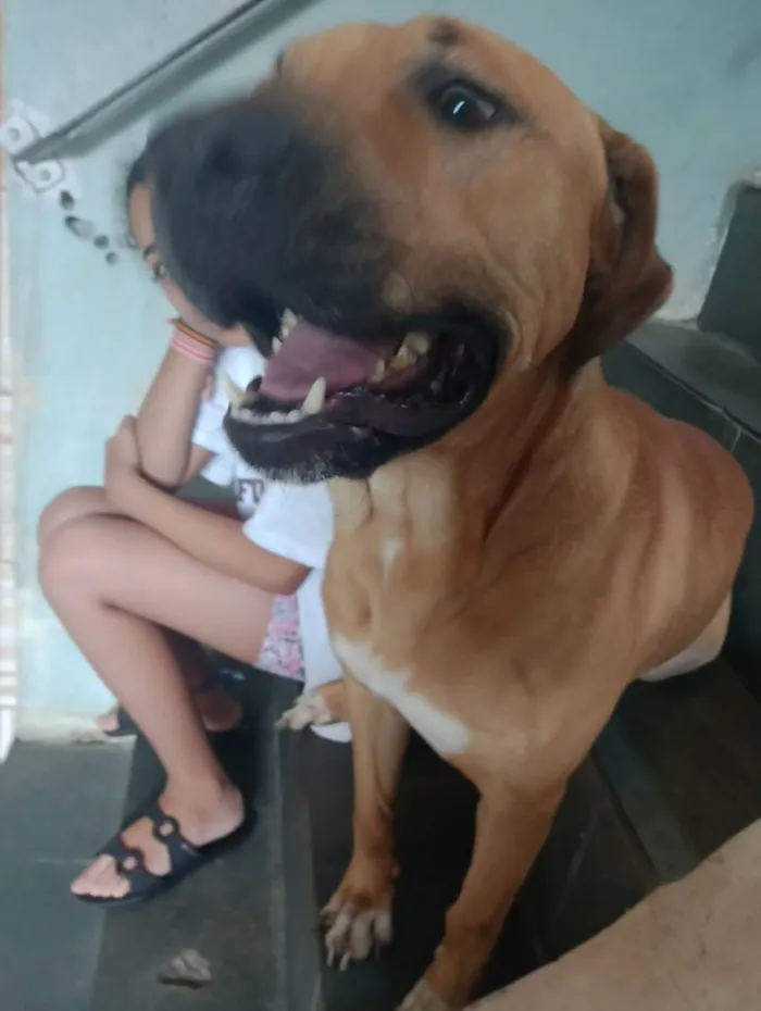 Cachorro ra a SRD-ViraLata idade 1 ano nome Max