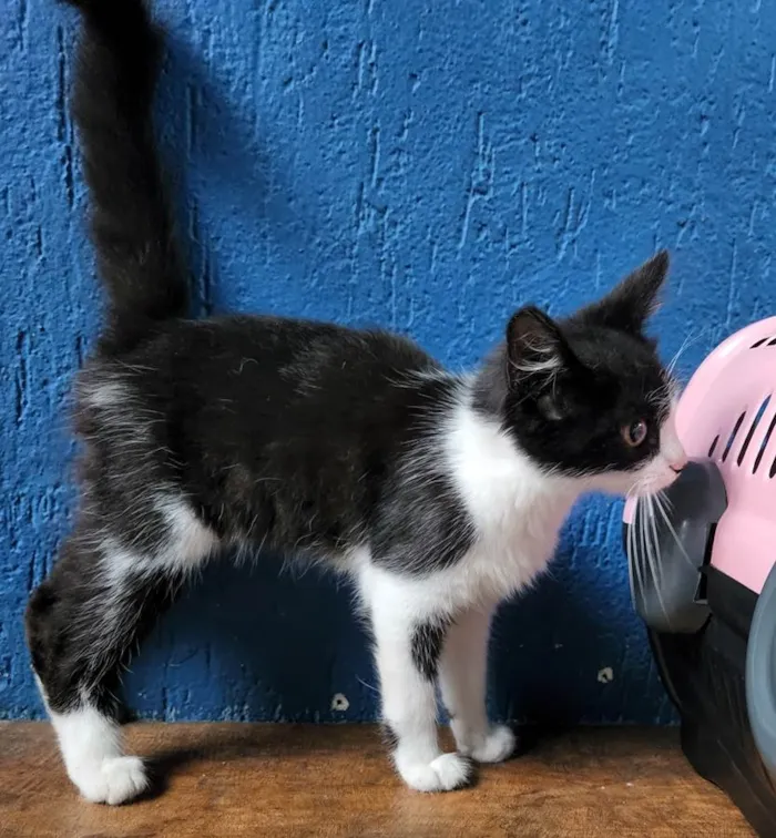 Gato raça SRD-ViraLata idade 2 a 6 meses nome PEDRO FRAJOLA