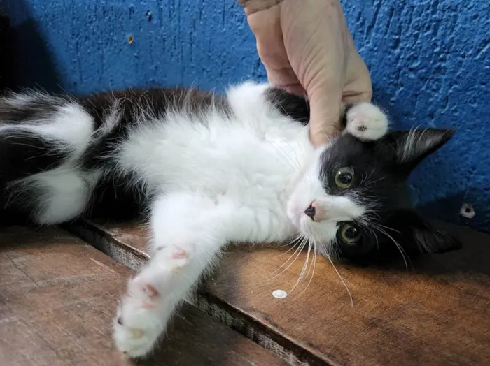 Gato raça SRD-ViraLata idade 2 a 6 meses nome PEDRO FRAJOLA