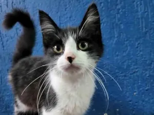 Gato raça SRD-ViraLata idade 2 a 6 meses nome PEDRO FRAJOLA