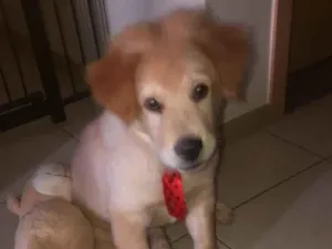 Cachorro raça Chow chow com golden  idade 2 a 6 meses nome Zack