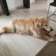 Golden
