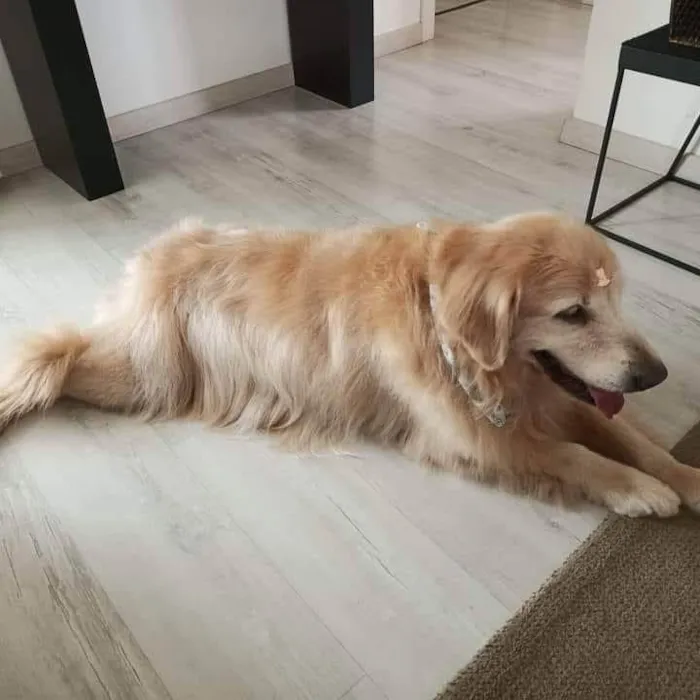 Cachorro ra a Golden retriever idade 6 ou mais anos nome Golden