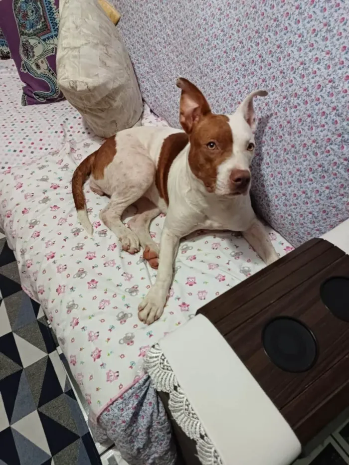 Cachorro ra a SRD-ViraLata idade 2 anos nome Sem nome