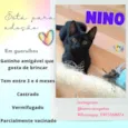 Nino